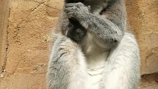 Ring-tailed lemur