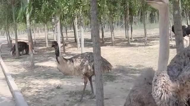 ostriches