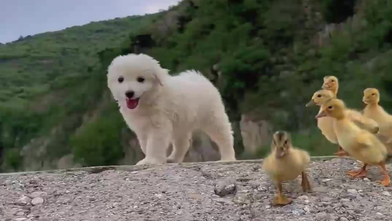 Dog and puppies funny animals 🤣