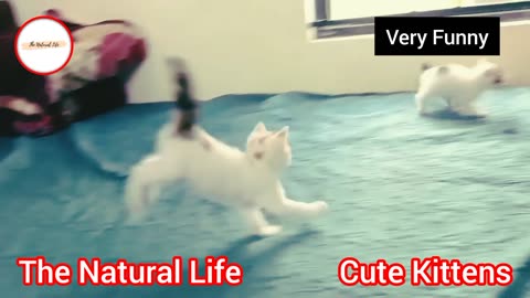 Funny cute kittens - cats video