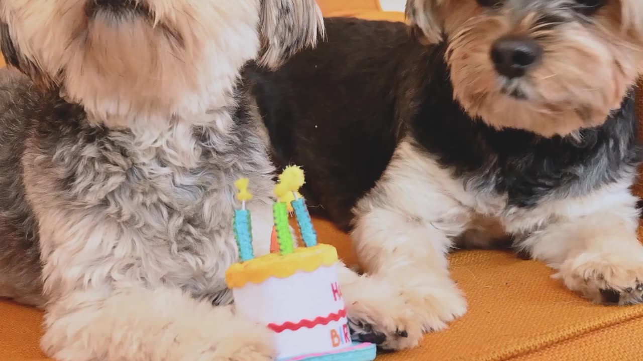 Dogs are playing with birthday cake