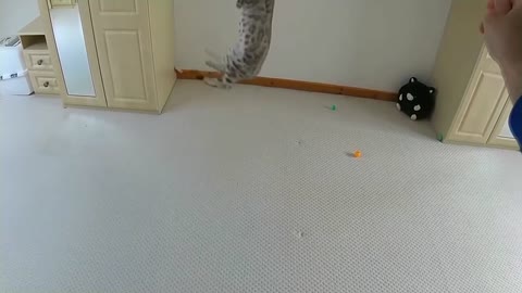 Amazing Jumping Bengal Kittens (Slow Motion)