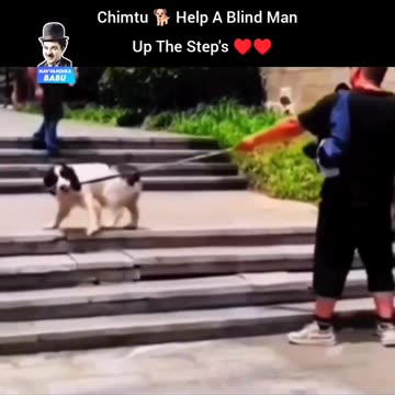 "Fido's Unconditional Guidance: How One Loyal Dog Supports a Blind Man's Journey up the Stairway of Life"