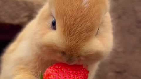 Meet the Cutest Small Animals Ever! Prepare to Melt! 🐾🐇🐶