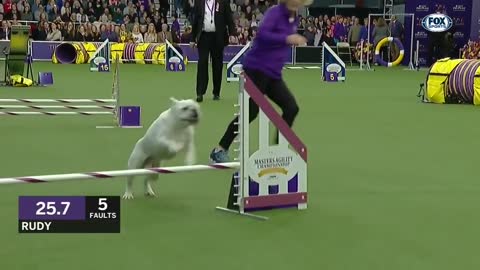 Watch Rudy the Bulldog crush the 2019 WKC Masters Agility course