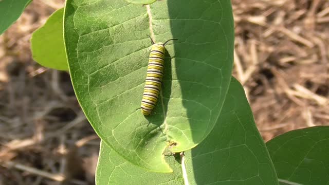 132 Toussaint Wildlife - Oak Harbor Ohio - Young Monarch Starting Its Feast