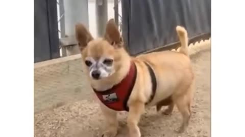 Small dog big bite