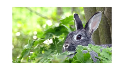 The most cute Rabbit in The Forest