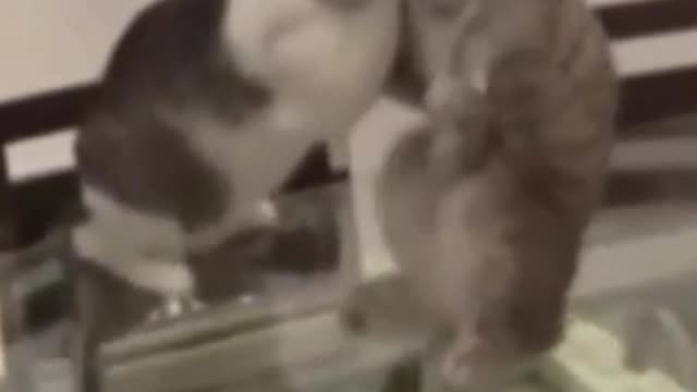 your cat is John Cena!!! #2 😂 Funny Animals Videos 😂 2021 (watch till the end)