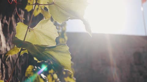 Tranquil Music Plays As Leaves Sway In The Sunlight