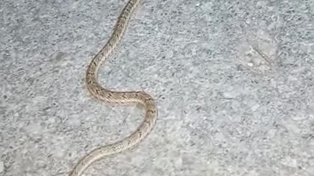 Very dangerous sneak