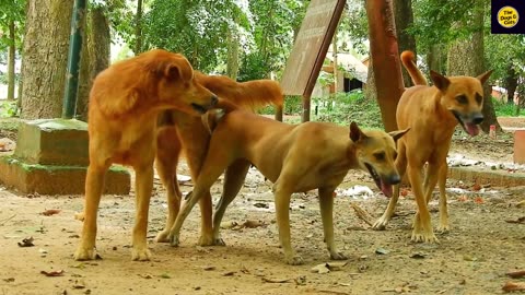 Three Dogs want to meeting // Dog meeting 2023//Dog meeting for the summer season in village