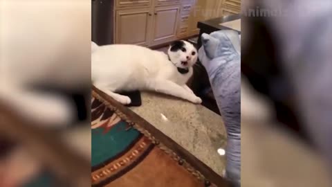 🤣 Funniest 🐶 Dogs and 😻 Cats - Awesome Funny Pet Animals Videos 😇