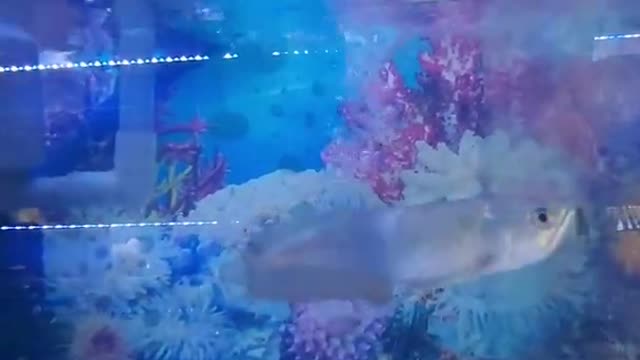 SILVER ARWANA FISH, ALBINO KAPIAT AND Koi Fish in one Aquarium