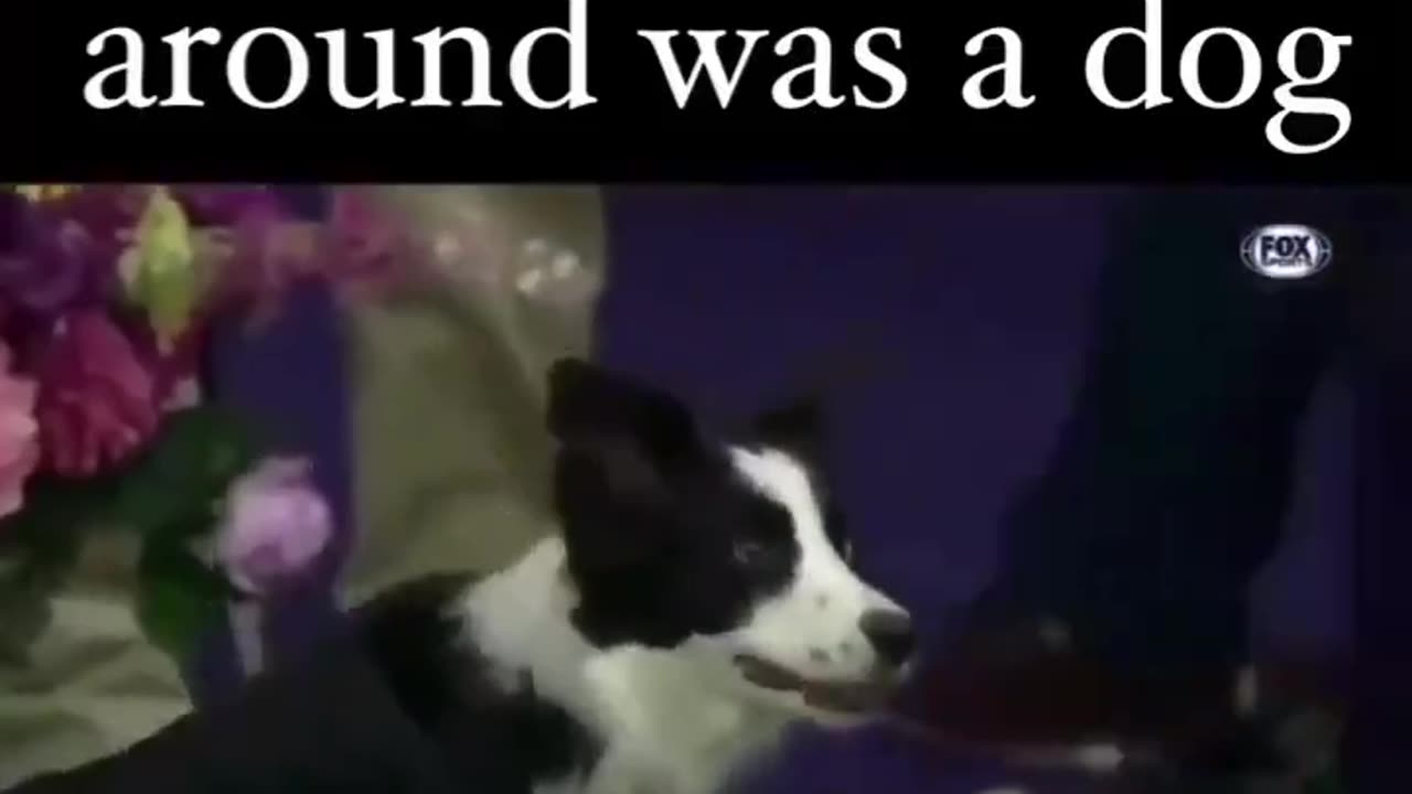 Dog Born To Compete