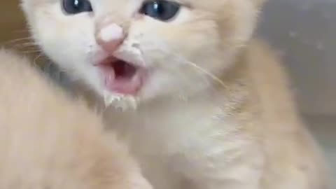 Funny Cat videos