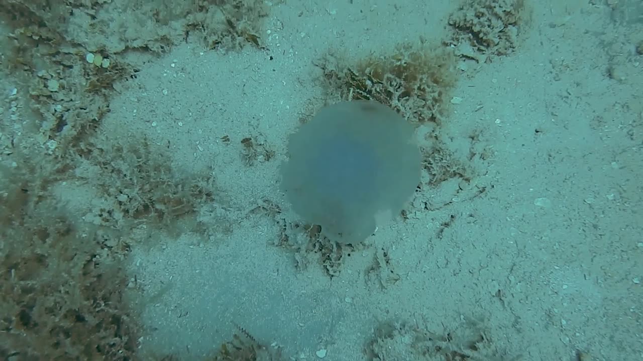 The glowing and illuminated Jellyfish Deep under the ocean