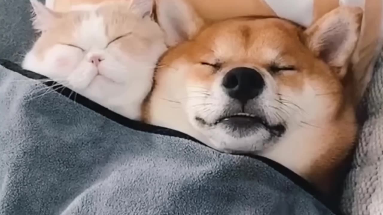 Unlike friendship Astonishing cat and dog Duo short