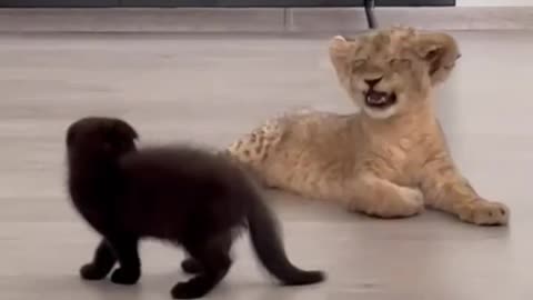 Kitten teasing Lion cub