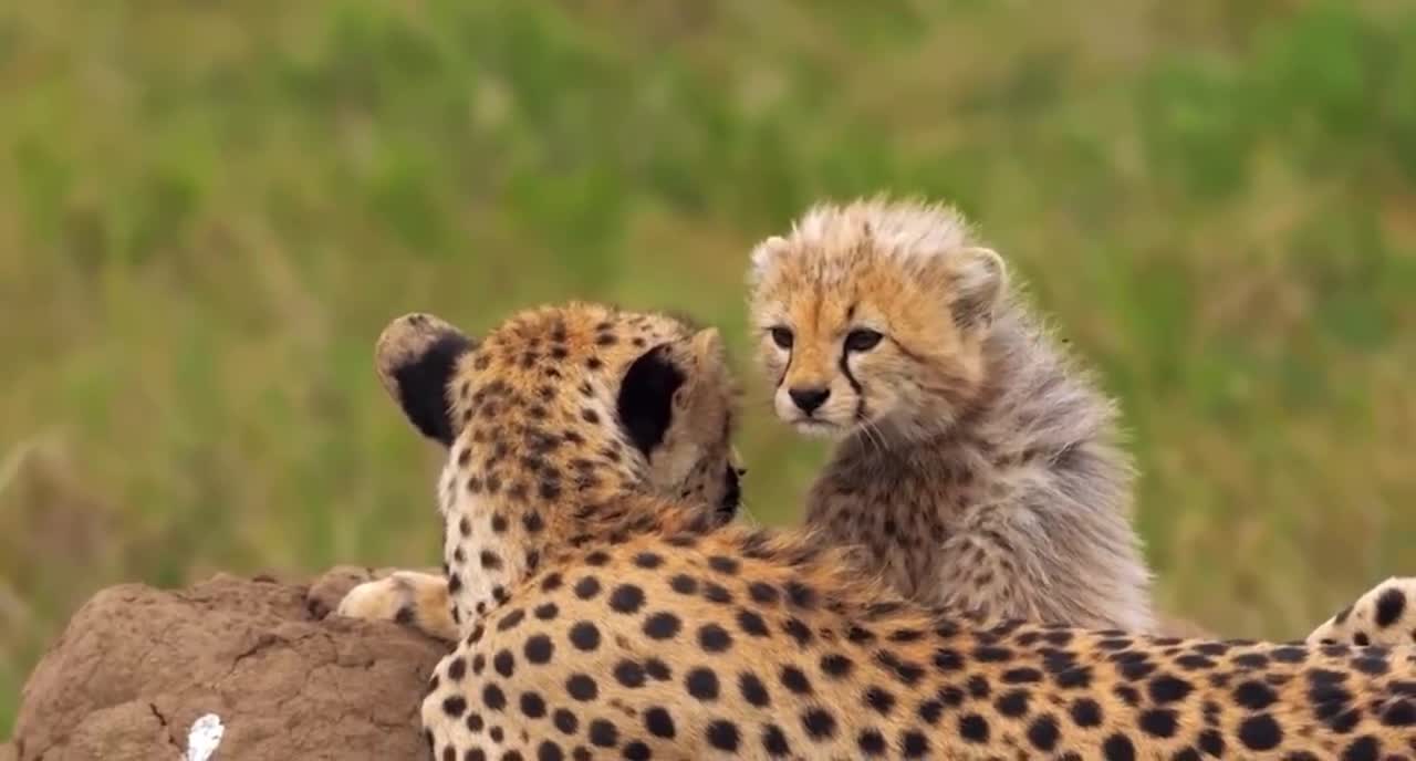 The leopard is one of the faster animals