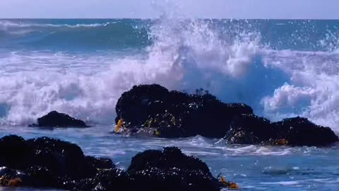 Facing the sea, flowers bloom in spring