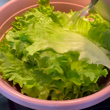 Lettuce is packed with essential vitamins and minerals