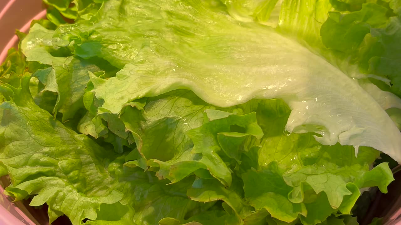 Lettuce is packed with essential vitamins and minerals