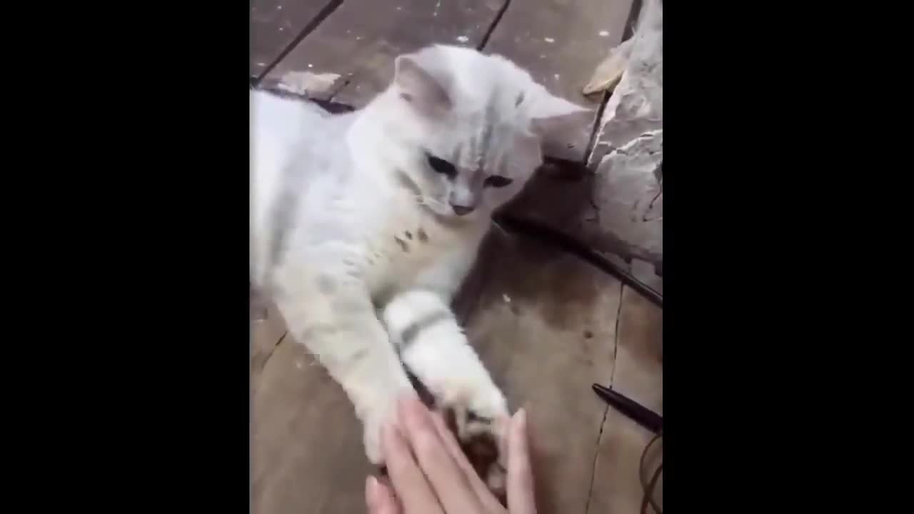 funny animals cats and dogs