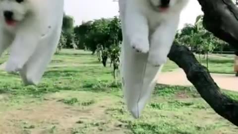 Baby Cute and Funny Dog Video #Shorts