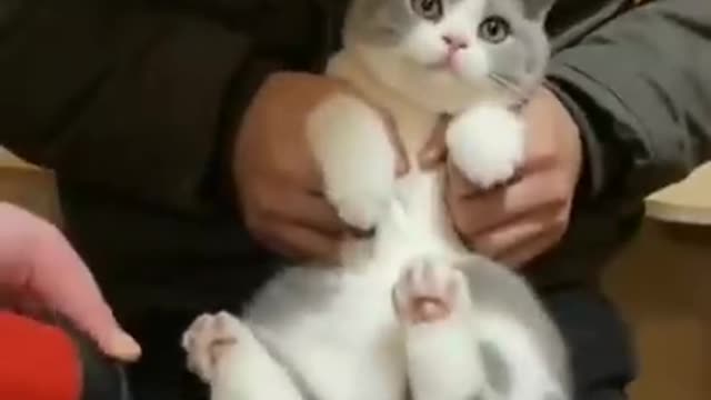 Funny cat shorts video