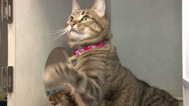 Striped Cat Playing with String