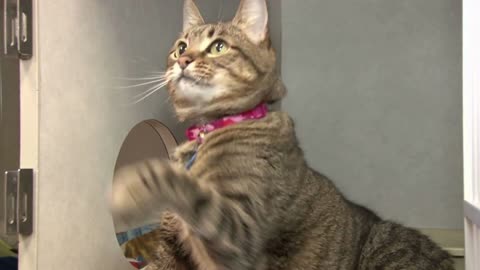 Striped Cat Playing with String