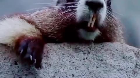 Funny animal
