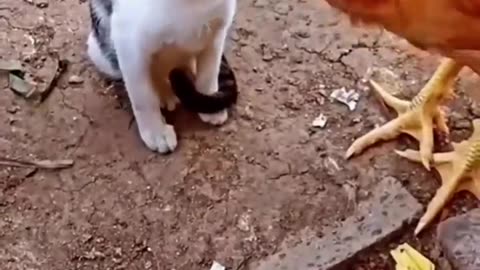 Cat vs Chicken: Watch What Happens Next and Get Ready to Laugh in 2023#tanjirottl #fun #reels