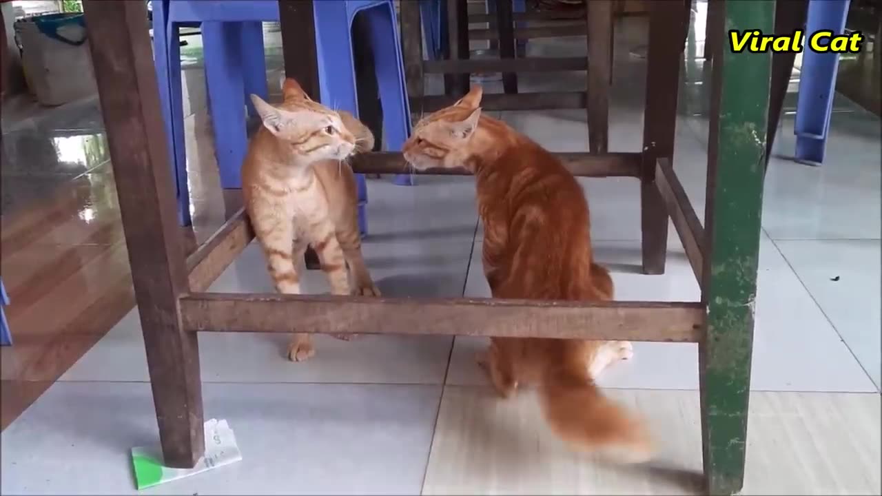 Cutie cats fighting playing funny