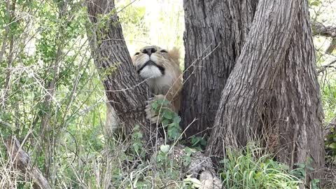 Tree hugging lion