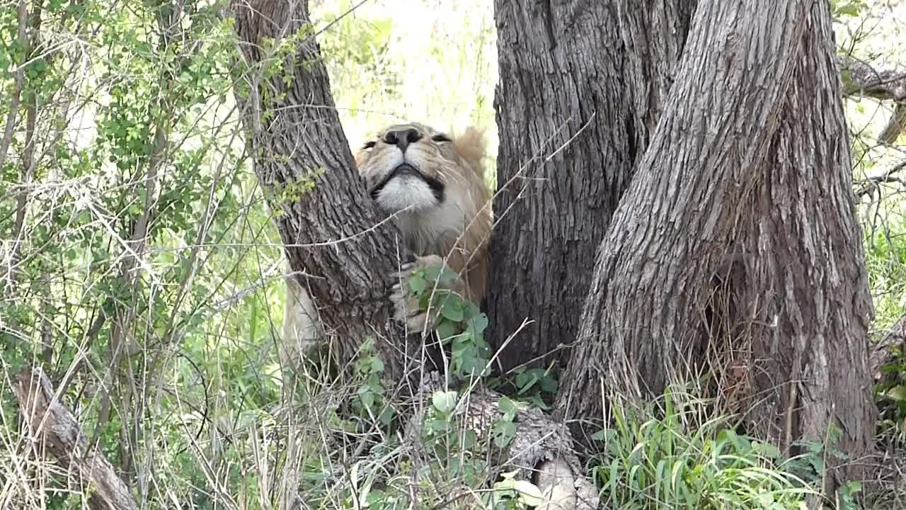 Tree hugging lion