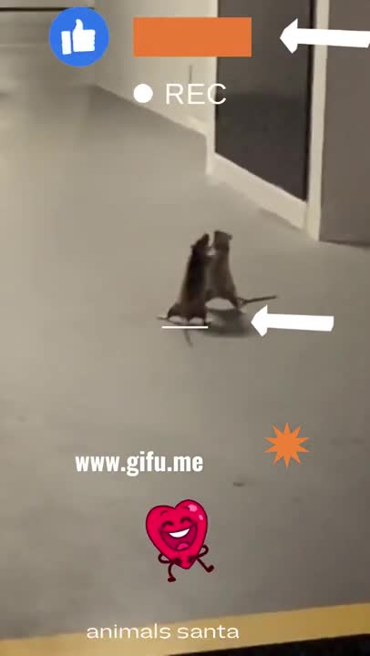 A Cat Was Spotted Watching A Rat Fight In Hilarious Viral Video