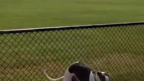 Funny dogs video