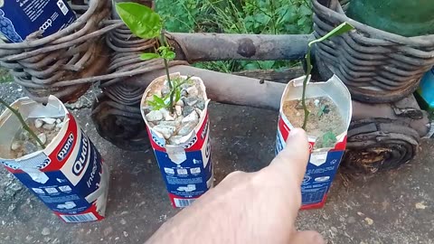 BONSAI cheio de brotos. Assuntos de projetos em andamento.