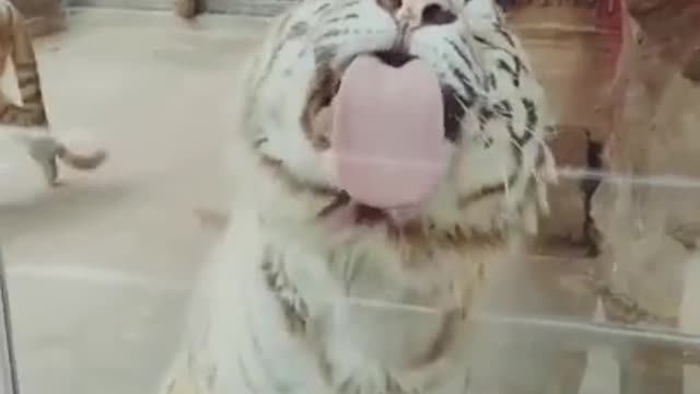 Best Funny Animal Videos of the year (2021), funniest animals ever.