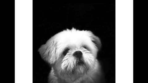 my doggy hmmm