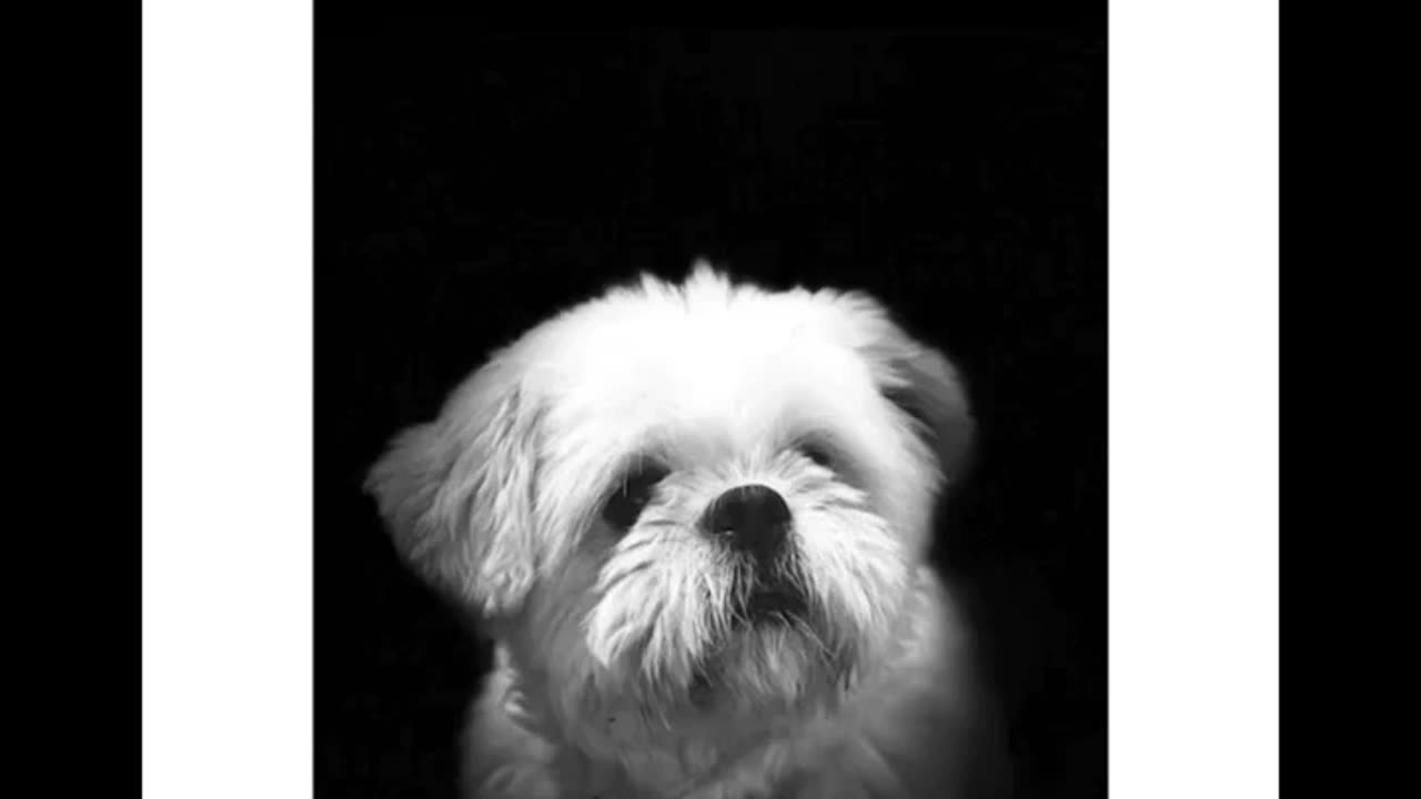 my doggy hmmm