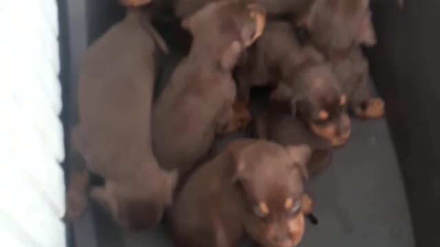 Puppies Placed On A Plastic Tub