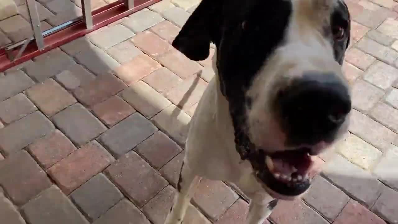 Joyful Great Dane lovingly bounces for sweet greetings