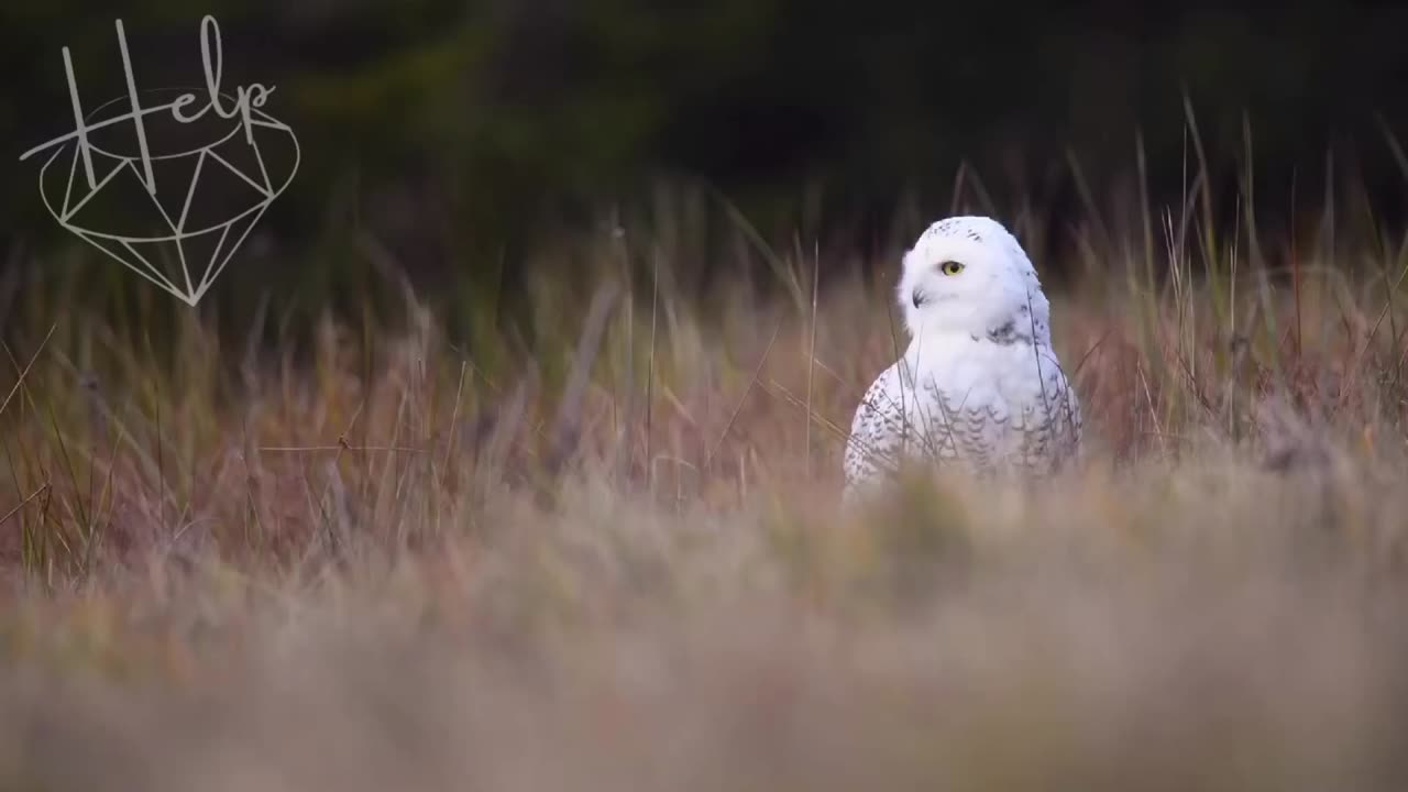 Owl sounds #beautiful #nature #owls