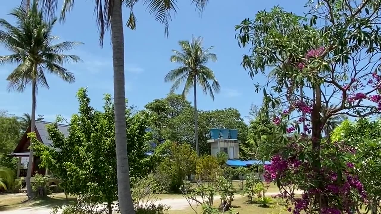 #trees #view #naturebeauty #beachlife #beach #beautiful #beaches 😎🙏