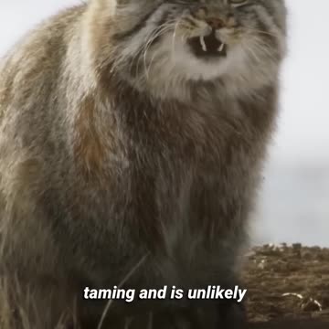 The Fierce Feline The Pallas Cat!