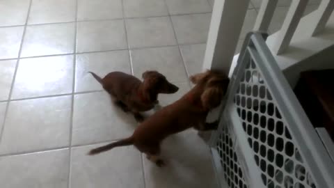 Mini Dachshund bath time