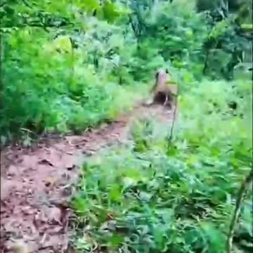 Gemoy Calves of Elephants Playing Slides in the Forest